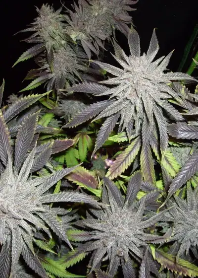 Blackberry Hammer by Jordan Of The Islands, Photoperiod cannabis strain