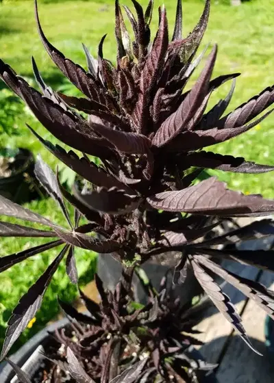 Blackberry Kush Auto Fem by 207 Genetics, Autoflower cannabis strain