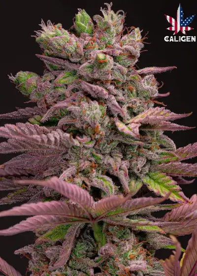 BlackBerry Milkshake Auto by Caligen, Autoflower cannabis strain