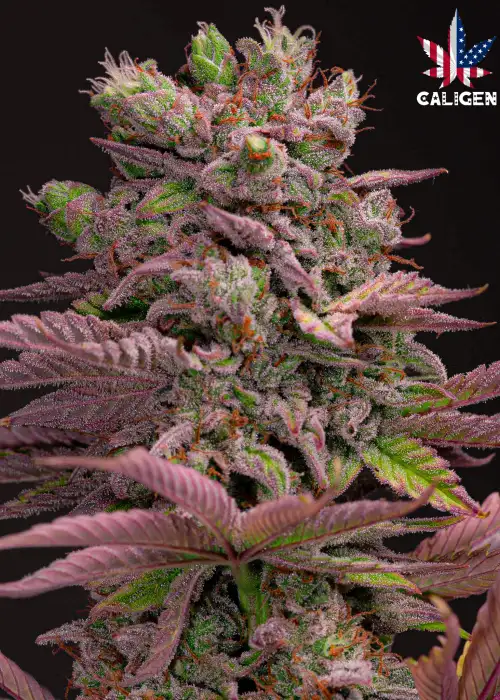 BlackBerry Milkshake Auto by Caligen, Autoflower cannabis strain