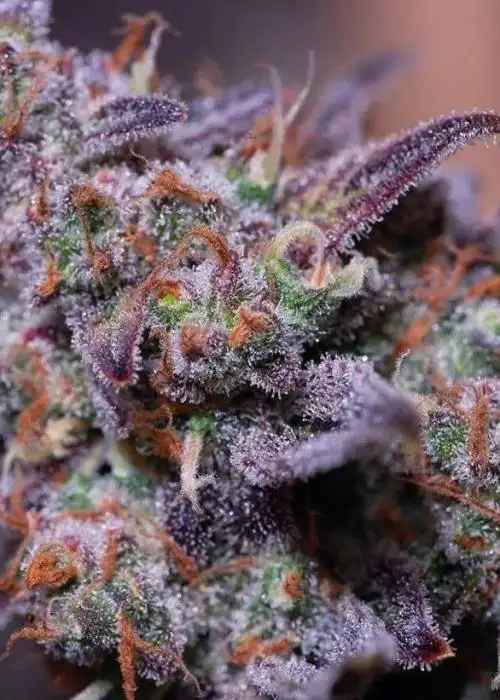 BlackBerry Moon Rocks by NukeHeads, Photoperiod cannabis strain