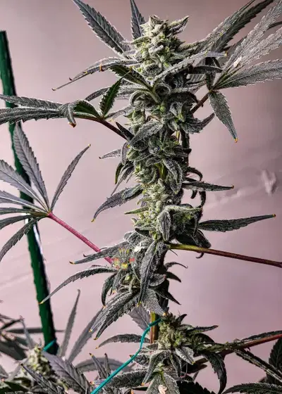 Blackberry Moonshine Bx1 by Dragons Flame Genetics, Photoperiod cannabis strain