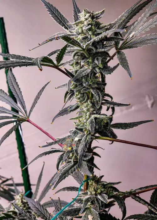 Blackberry Moonshine Bx1 by Dragons Flame Genetics, Photoperiod cannabis strain