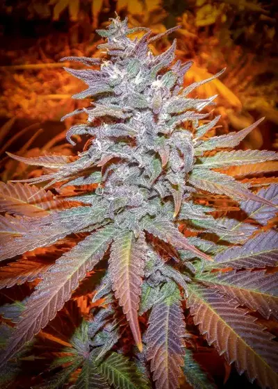 Blackberry Moonshine by Dragons Flame Genetics, Photoperiod cannabis strain