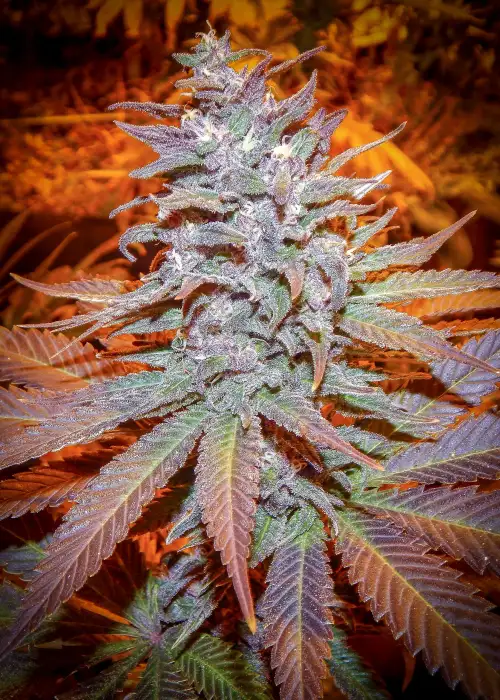 Blackberry Moonshine by Dragons Flame Genetics, Photoperiod cannabis strain