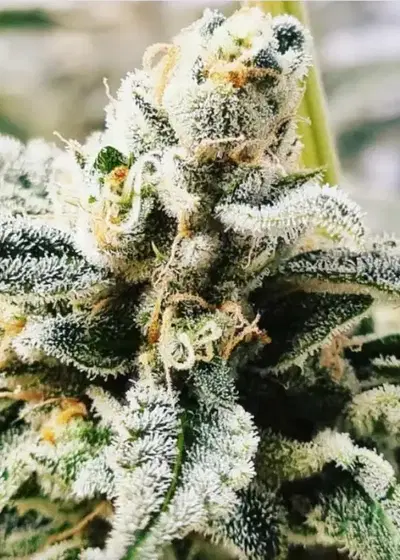 Blackberry Rocks cannabis strain