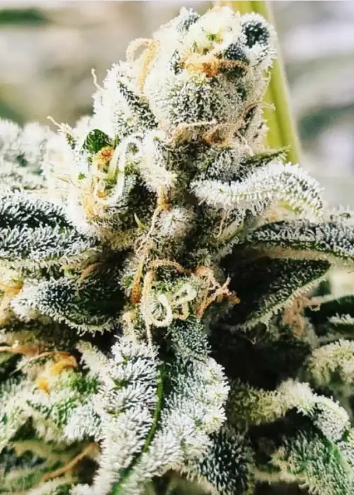 Blackberry Rocks by BSB Genetics, Photoperiod cannabis strain