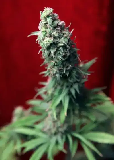 Blackdance by Reggae Seeds, Photoperiod cannabis strain