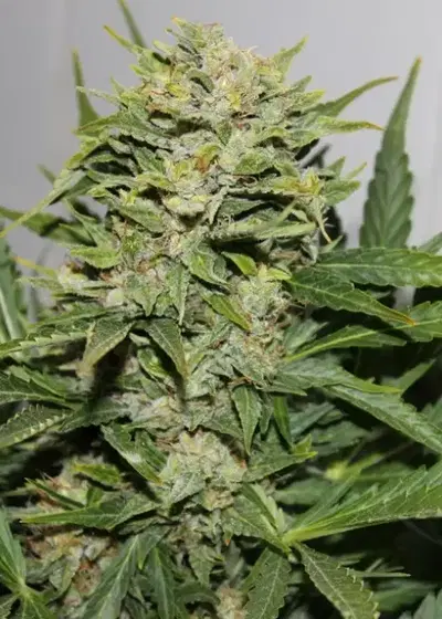Blackout Express by Green Bud Seeds, Autoflower cannabis strain