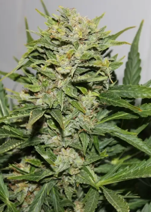 Blackout Express by Green Bud Seeds, Autoflower cannabis strain
