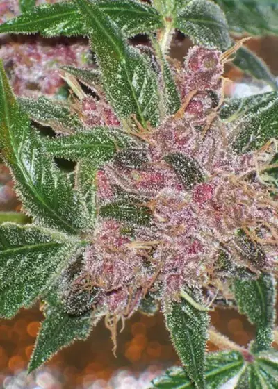 BlackWater by The Cali Connection, Photoperiod cannabis strain