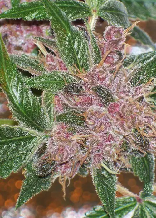 BlackWater by The Cali Connection, Photoperiod cannabis strain