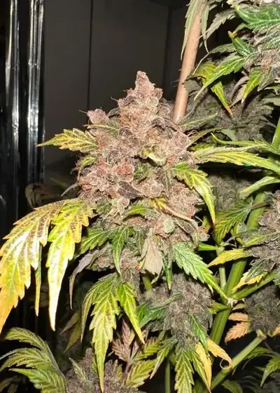 Blappleberry Haze F3 by Speedrun Seeds, Autoflower cannabis strain