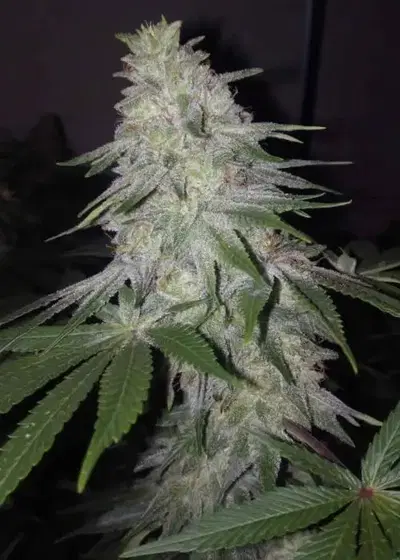 Blessed By Banana by The Grateful Seeds, Photoperiod cannabis strain