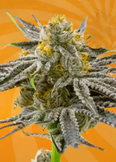 Blood Diamond OG Feminized by Sunwest Genetics, Photoperiod cannabis strain