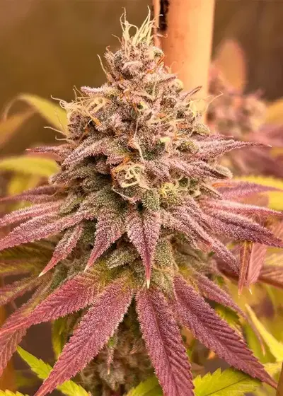 Blood Diamonds by Conscious Genetics, Photoperiod cannabis strain