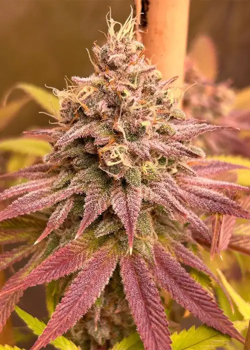 Blood Diamonds by Conscious Genetics, Photoperiod cannabis strain