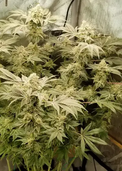 Blood Oath (Transcendence) by Clearwater Genetics, Photoperiod cannabis strain