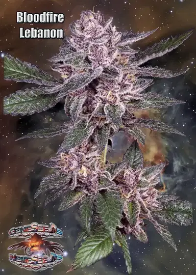 Bloodfire Lebanon by GeneSeeds - NemeSeeds, Photoperiod cannabis strain