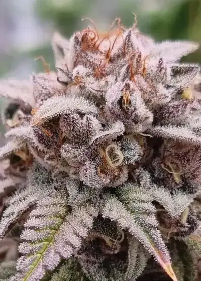 Bloody Oranges by Conscious Genetics, Photoperiod cannabis strain