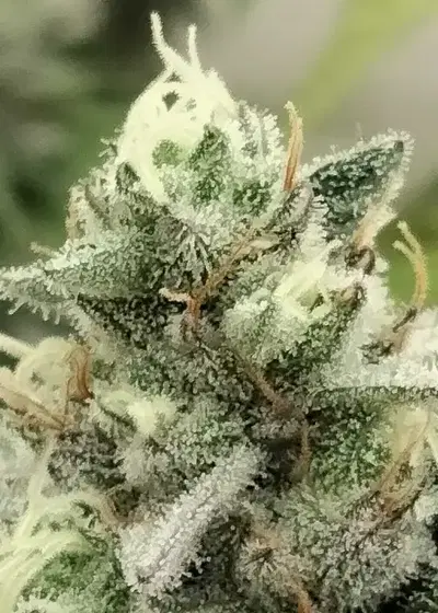 Bloowrange by The Grateful Seeds, Photoperiod cannabis strain