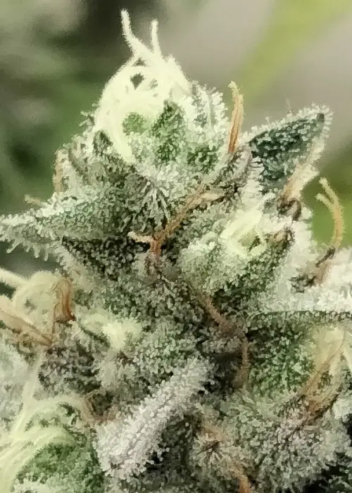 Bloowrange by The Grateful Seeds, Photoperiod cannabis strain