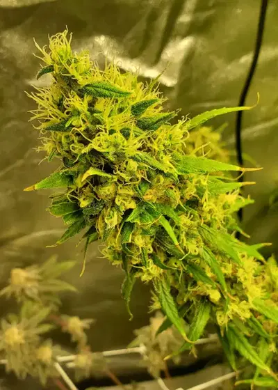 Blow Dream by Victory Seeds, Photoperiod cannabis strain