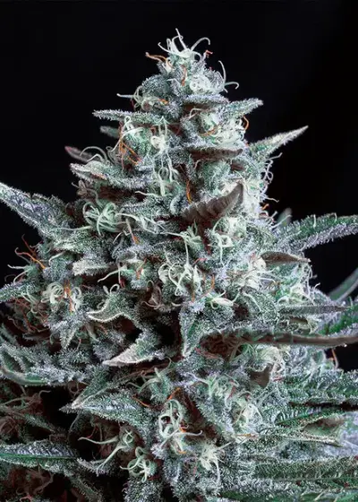Blubonik cannabis strain