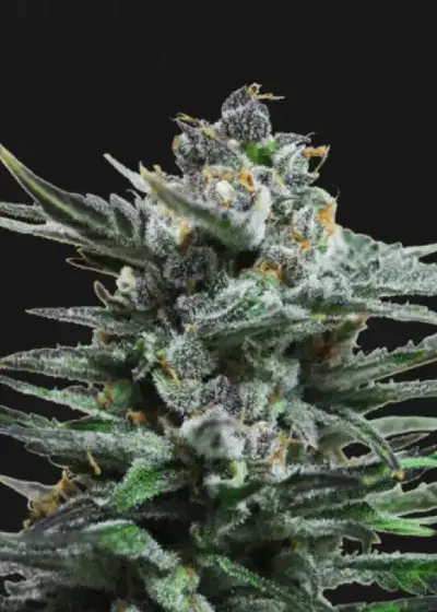 Blue Acid Auto by Kalashnikov Seeds, Autoflower cannabis strain