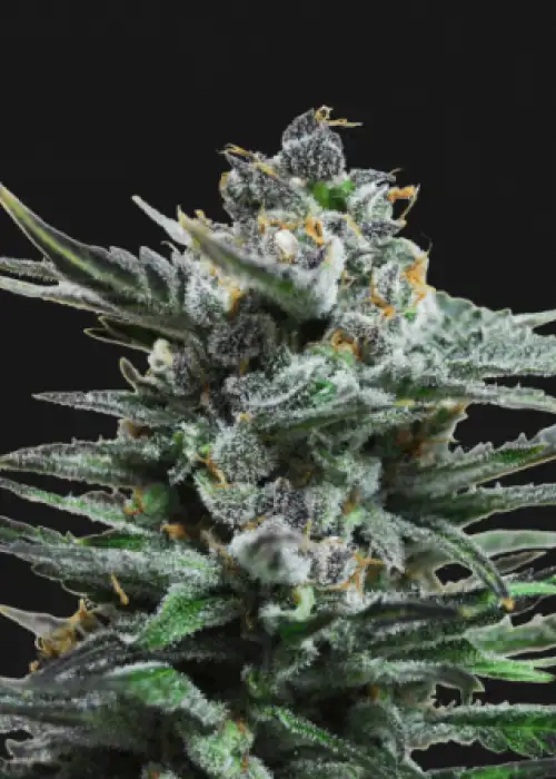 Blue Acid Auto by Kalashnikov Seeds, Autoflower cannabis strain