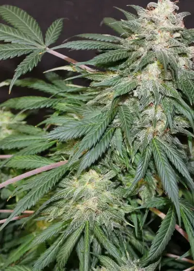 Blue Afghani by Jordan Of The Islands, Photoperiod cannabis strain