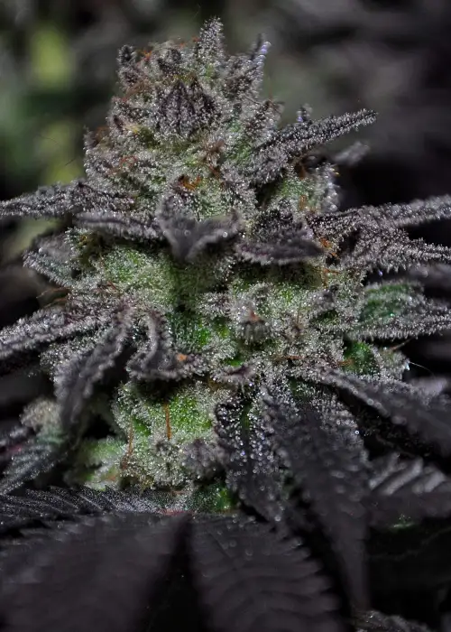 Blue Agave by Cookies Seed Bank cannabis strain