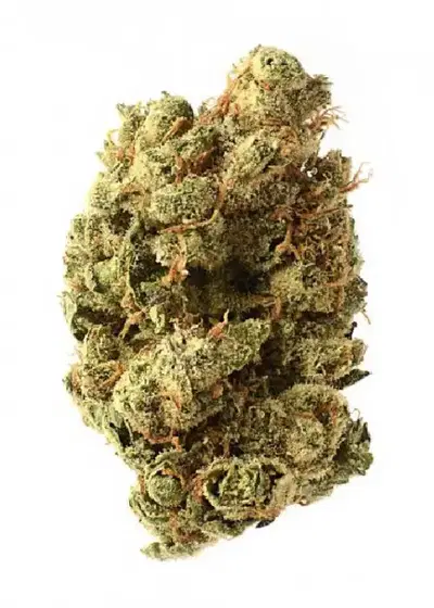Blue Amnesia Haze by Jordan Of The Islands, Photoperiod cannabis strain