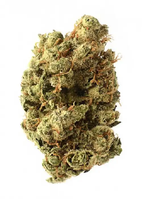 Blue Amnesia Haze by Jordan Of The Islands, Photoperiod cannabis strain