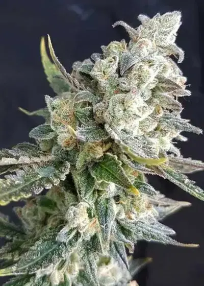 Blue Angel by Freedom of Seeds, Autoflower cannabis strain
