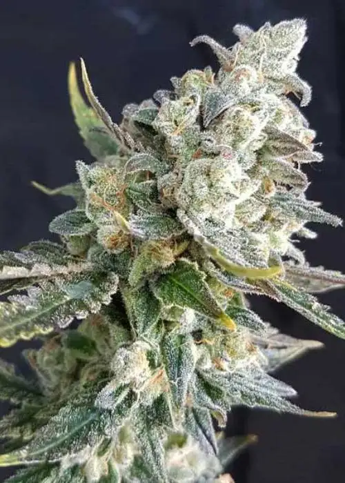 Blue Angel by Freedom of Seeds, Autoflower cannabis strain