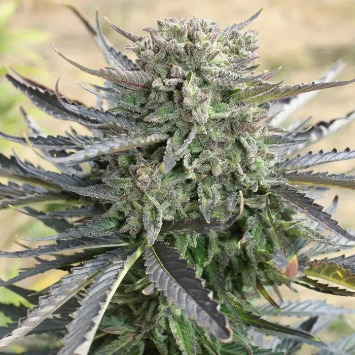 Blue Auto Mazar by Dutch Passion, Autoflower cannabis strain