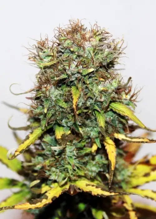 Blue Auto by Seedsman, Autoflower cannabis strain