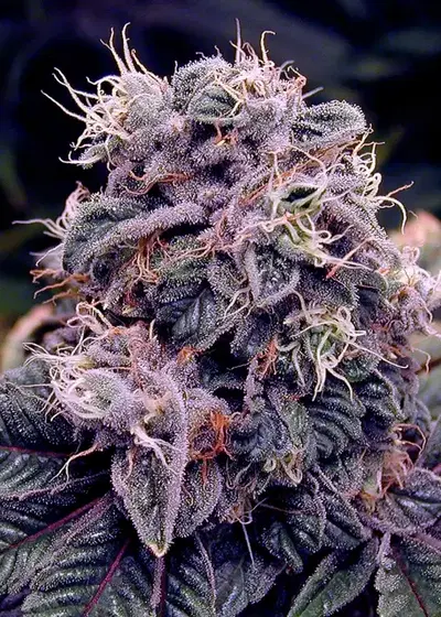 Blue Berry by Spliff Seeds, Photoperiod cannabis strain