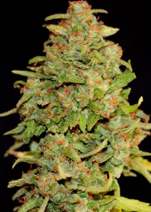 Blue Caramel Auto by Shaman Genetics, Autoflower cannabis strain