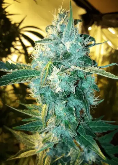 Blue Cheddar #1 by BSB Genetics, Photoperiod cannabis strain