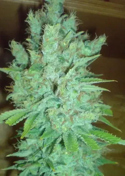 Blue Cheese Automatic by Big Buddha Seeds, Autoflower cannabis strain