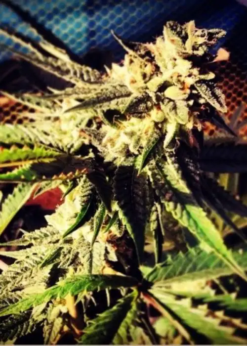 Blue Chemdawg by 710 Genetics, Photoperiod cannabis strain