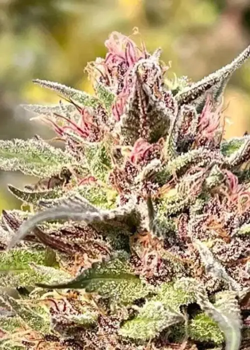 Blue City Chiesel by Captain Red Beard Seeds, Photoperiod cannabis strain