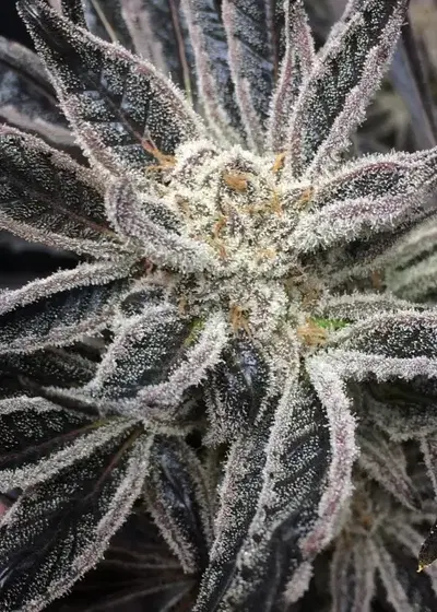 Blue City Diesel (Platinum Sour Edition) by Jordan Of The Islands, Photoperiod cannabis strain