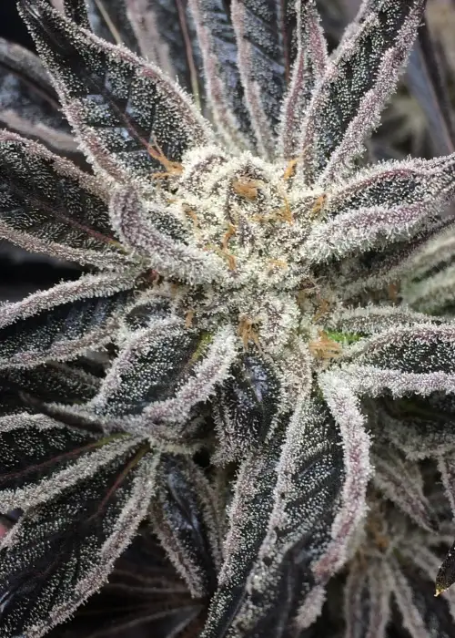 Blue City Diesel (Platinum Sour Edition) by Jordan Of The Islands, Photoperiod cannabis strain