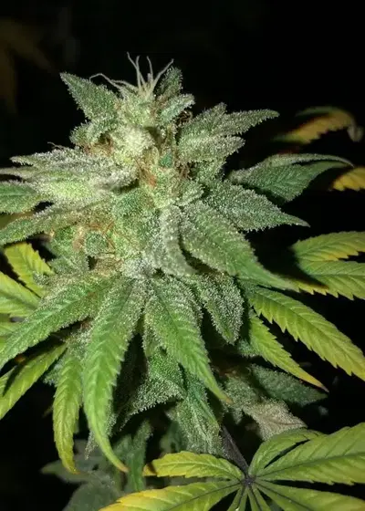 Blue Coffin by Dynasty Seeds, Photoperiod cannabis strain