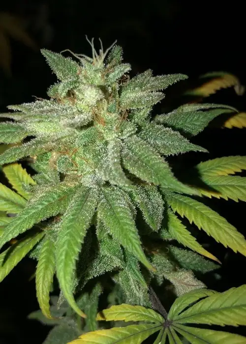 Blue Coffin by Dynasty Seeds, Photoperiod cannabis strain