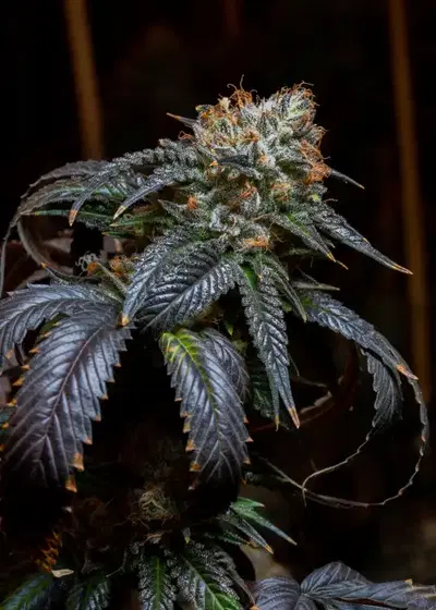 Blue Cookies by Crop King Seeds, Photoperiod cannabis strain