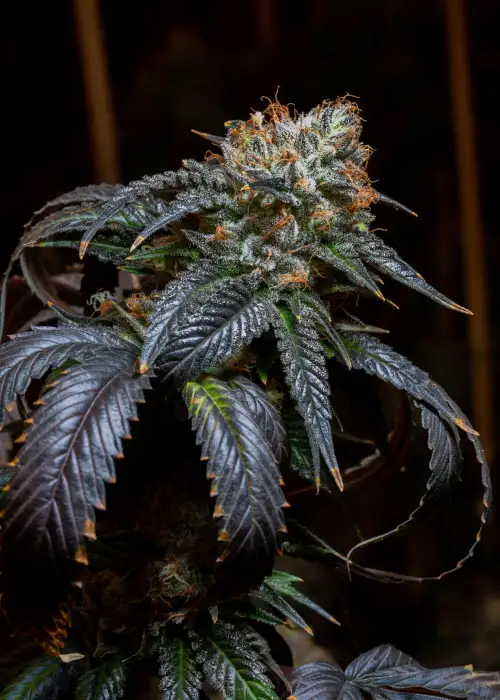 Blue Cookies by Crop King Seeds, Photoperiod cannabis strain